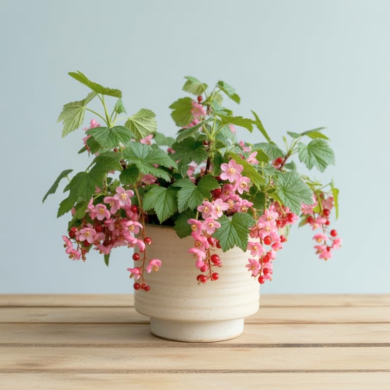 Pink Flowering Currant Plant, Well-Rooted 7" Starter, Cold-Hardy Ribes Sanguineum for Sunny Landscapes