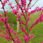Redbud Tree Live Plant 6–12 Inch | Fast-Growing Spring-Blooming Ornamental Redbud | Low-Maintenance Starter Tree for Home Gardens, Patios & Outdoor Landscaping