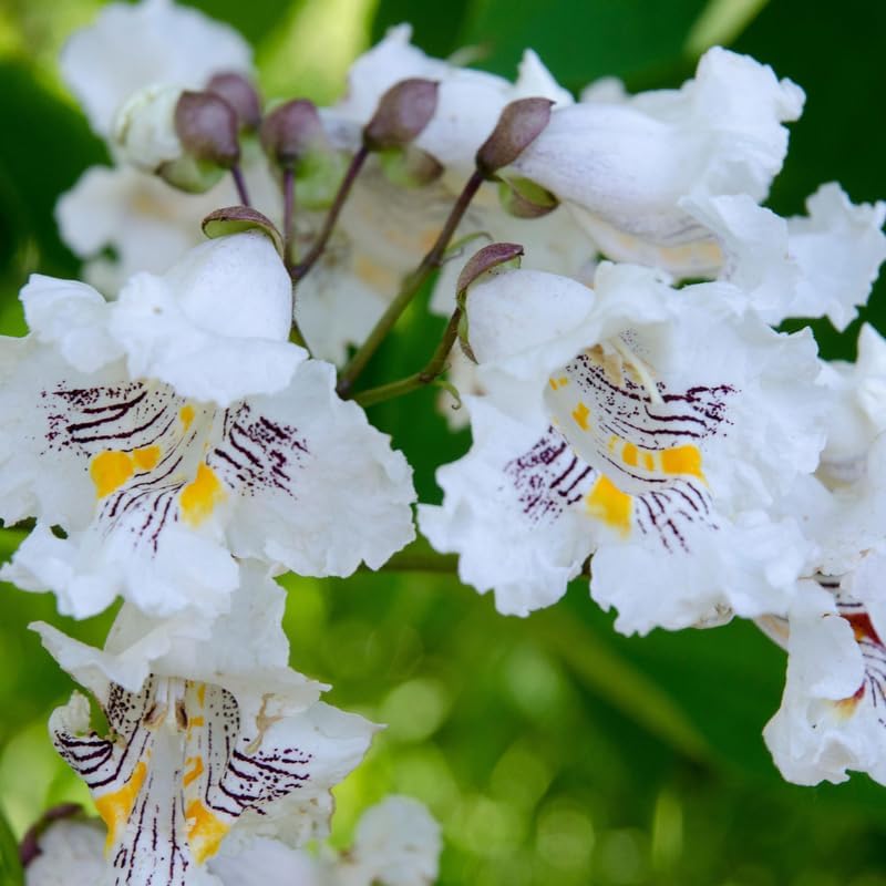 Catalpa Tree Live Plants (Set of 5) – 6–12 Inch Hardy Outdoor Trees | Fast-Growing Shade Trees with Large Leaves & White Flowers