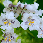 5 Live Catalpa Tree Plants – 6–12 Inch Tall | Hardy Fast-Growing Outdoor Trees | Fragrant White Flowers