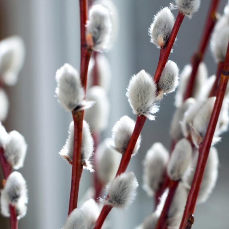 2 Pussy Willow Live Plants – 6 to 12 Inch Tall | Early Spring Blooming Shrubs with Soft Catkins | Hardy and Easy to Grow Shrubs