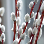 2 Pussy Willow Live Plants – 6 to 12 Inch Tall | Early Spring Blooming Shrubs with Soft Catkins | Hardy and Easy to Grow Shrubs