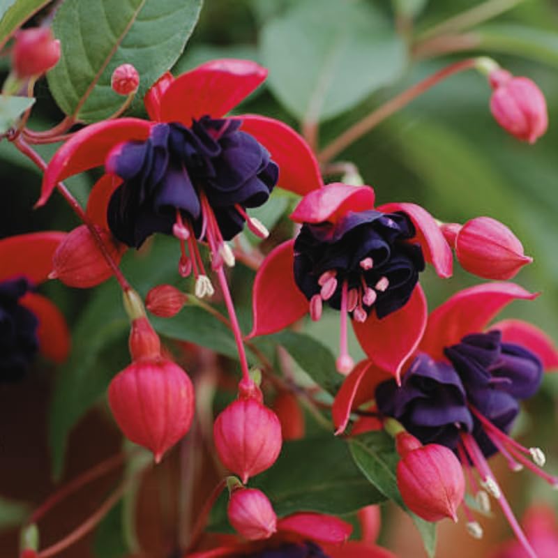 2 Fuchsia Plants Live, Dark Blue & Red Fuchsia, 6-12 Inch Tall, Blue Eye Variety, Trailing Flowering Plant, Ideal for Hanging Baskets