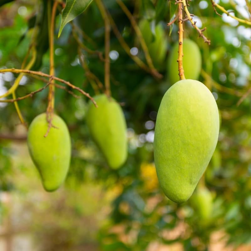 Keo Savoy Mango Trees Live Plants 2.5–3 Ft | Rich Sweet Mango Variety | Tropical Fruit Tree for Outdoor Growing | No Ship to CA, HI, AK