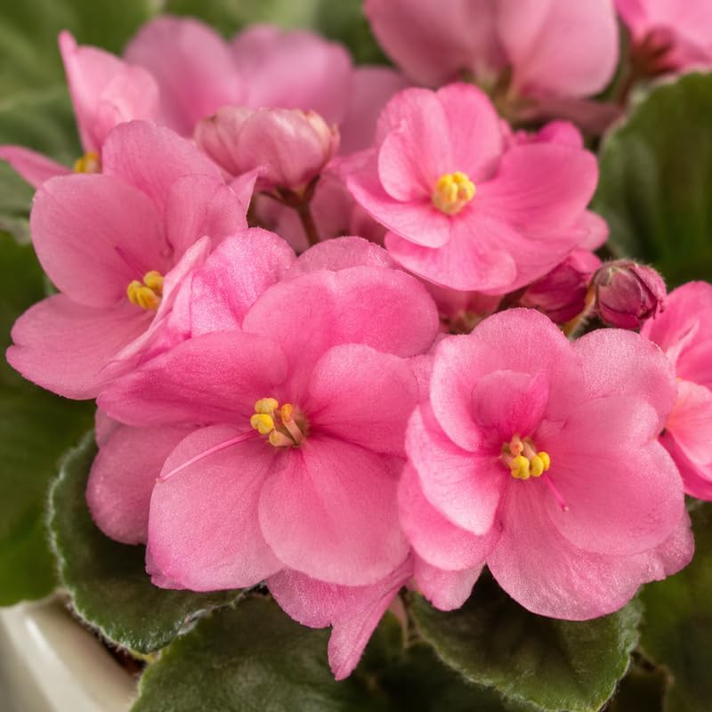 Pink African Violets Live Plant, 4-8" Tall African Violet Plant, Low Maintenance, Striking Velvet Leaves with Charming Pastel Blooms, for Home Décor & Gift