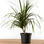 Dracaena Marginata Live Plant, Dragon Tree in 6 Inch Pot, Low-Maintenance Houseplants Live, Ideal Indoor Accent for Home & Office, Unique Gift for Plant Lovers