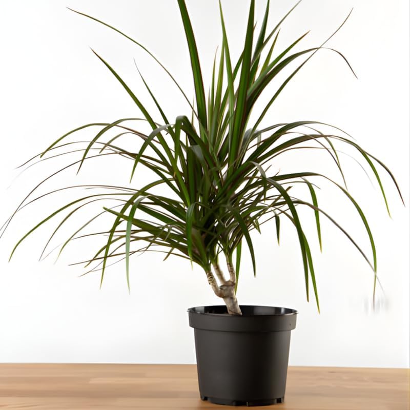 Dracaena Marginata Live Plant, Dragon Tree in 6 Inch Pot, Low-Maintenance Houseplants Live, Ideal Indoor Accent for Home & Office, Unique Gift for Plant Lovers
