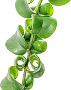 Twister Lipstick Houseplant | 4 Inch Live Potted Plant | Curly Green Foliage & Red Blooms | Exotic, Easy-to-Grow Indoor Plant for Home or Office