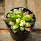Succulent Plants, Anacampseros Sunrise Succulents in 2 Inch Pot, Great for Home & Office Styling, Succulent Arrangements & Beginner Growers