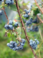 (No Ship to CA, HI, AK) Austin Blueberries Trees Live Plants, 1-2 Feet Tall (2 Gal Pot), Sweet Blue Berries Live Plants for Planting Outdoor, No Ship to CA,HI,AK