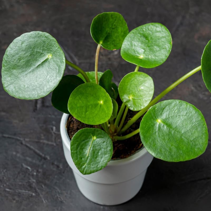 Chinese Money Plant Live in 4'' Inch Pot | Pilea Plant Live | Easy-Care Indoor Houseplant for Apartments, Workspaces & Decorative Pots | Real Plants for Gardening Lovers