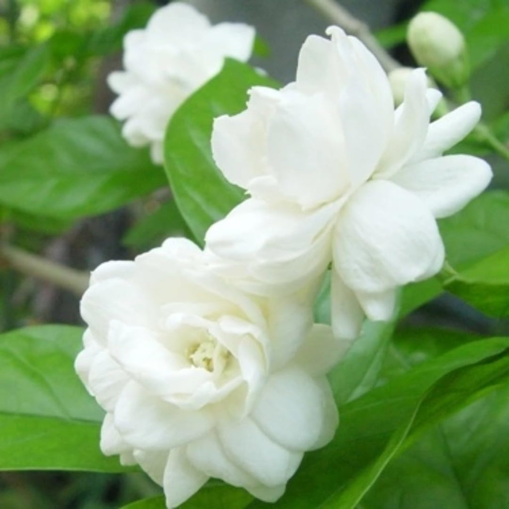 Belle of India Jasmine Plant Live | Size 4 to 5 Inch Tall | Housewarming Friendship Gifts for Women Best Friend Presents for Mom Birthday Gift for New Home