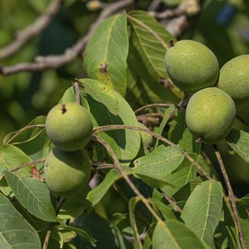 Black Walnut Trees Live Plants in 4 Inch Pot, 12-18 Inch Tall, Low Maintenance Native Nut Plant, Robust Well-Rooted Starter Tree