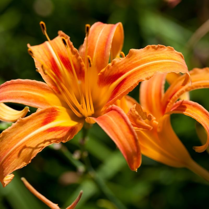 10 Daylily Plant Roots System/Fans, Low Maintenance, Long-Lasting Wild Daylilies Perennial Plants, Ready to Plant for Outdoor Garden & Landscaping, Not Bulbs