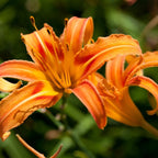 10 Daylily Plant Roots System/Fans, Low Maintenance, Long-Lasting Wild Daylilies Perennial Plants, Ready to Plant for Outdoor Garden & Landscaping, Not Bulbs
