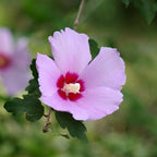 2 Purple Rose of Sharon Tree Live Plant | 12–18 Inch Tall | Hibiscus syriacus Flowering Shrubs for Yards, Hedges, Borders & Landscape Design