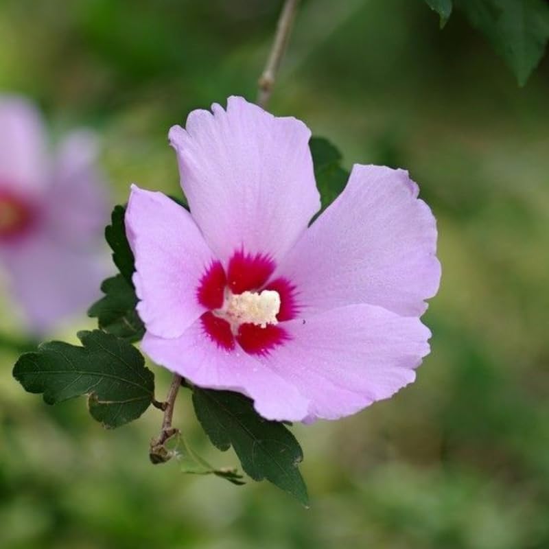 2 Purple Rose of Sharon Tree Live Plant | 12–18 Inch Tall | Hibiscus syriacus Flowering Shrubs for Yards, Hedges, Borders & Landscape Design