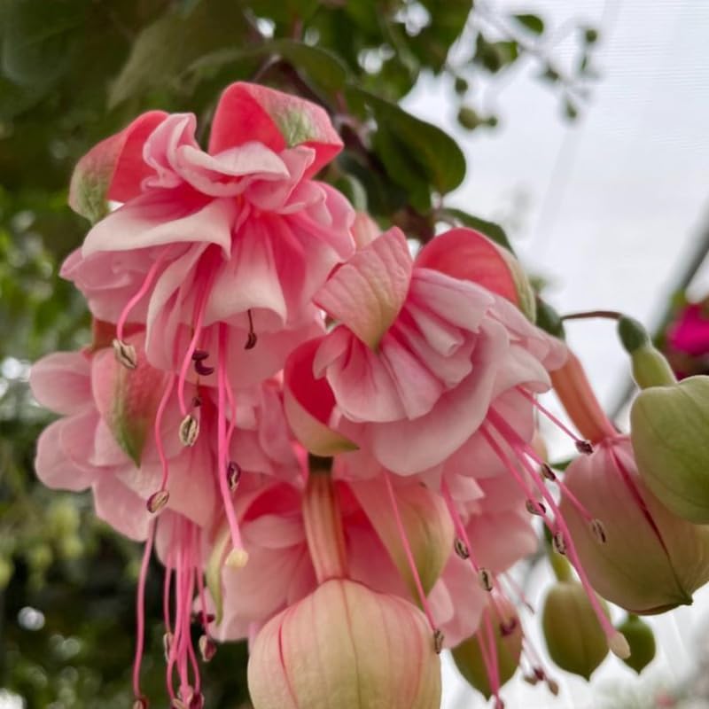 2 Fuchsia Plants Live, Dark Blue & Red Fuchsia, 6-12 Inch Tall, Blue Eye Variety, Trailing Flowering Plant, Ideal for Hanging Baskets