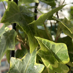 Gold English Ivy Live in 6 Inch Pot for Planting | Real English Ivy Live Plant | Trailing Plant & Climbing Vine | Easy Care House Plant | Real English Ivy Plants for Indoor & Outdoor Spaces