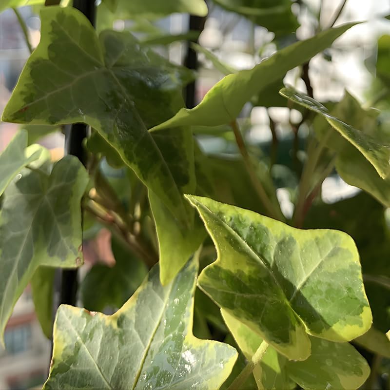 Gold English Ivy Live in 6 Inch Pot for Planting | Real English Ivy Live Plant | Trailing Plant & Climbing Vine | Easy Care House Plant | Real English Ivy Plants for Indoor & Outdoor Spaces