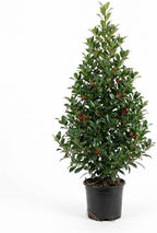 2 Foster Holly Tree Live Plant in 2.5-Inch Pot |Fast Growing Shrubs for Privacy Hedge | Robust Well-Rooted Plant for Year-Round Garden