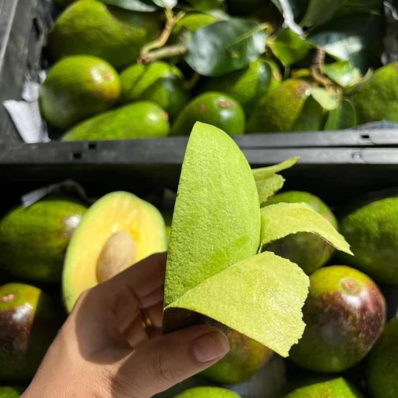 (No Ship to CA,HI,AK) Avocado Plant Live Plants – Brogdon Avocado Tree | 30–36 Inch Tall Potted Plant | Outdoor Fruit Tree for Home Gardens & Landscape Planting