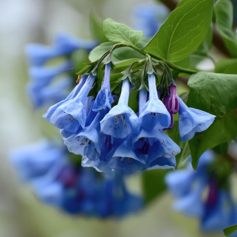 20 Virginia Bluebells Roots, Easy Care Bluebell Wild Flower, Hardy Perennial Plant with Soft Pastel Blue Bloom for Shade Gardens & Woodland Beds