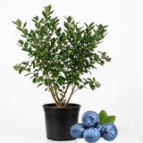 Sweet Blue Berry Live for Planting - 1 to 2 Feet Live Blueberries Plants in 2 Gallon Pot, Perfect for Yard Landscape and Containers (No Ship to CA, HI, AK)