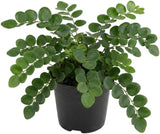 Button Fern for Planting, Ferns Live Plants in 2 Inch Pot, Air-Purifying, Perfect for Home and Office Décor, Easy Care Starter Plants