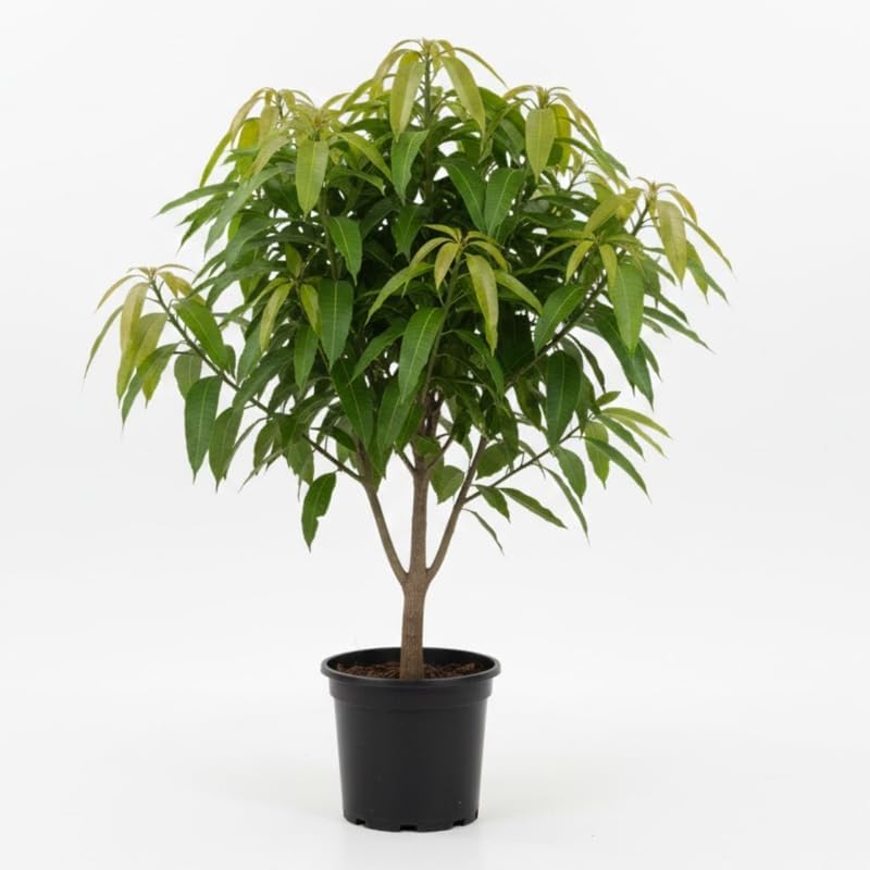 Mun Kun Si Mango Tree Live Plant | Sweet Tropical Mango Variety 2.5–3 Ft | Fruit-Bearing Tree for Yard & Patio | No Ship to CA, HI, AK