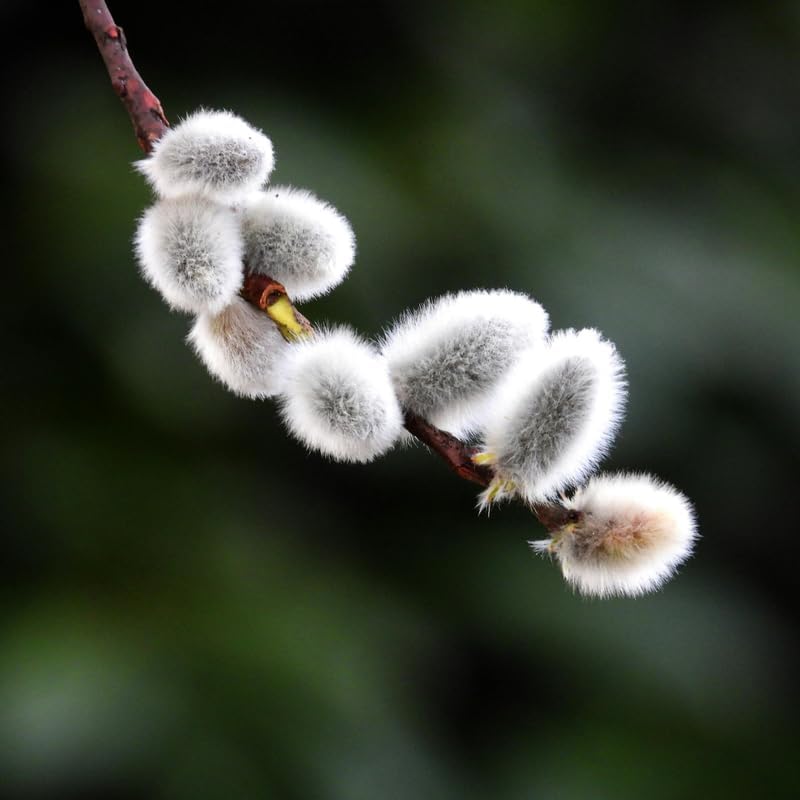 Pussy Willow Plant Live Shrubs (Set of 4) – 6 to 12 Inch Plants | Soft Silver Flower for Early Spring | Hardy, Fast-Growing Shrubs for Natural Landscapes