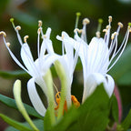 Set of 2 Honeysuckle Plant Live | 6–12 Inch Tall Flowering Shrubs | Fragrant Blooms for Outdoor Planting, Landscaping & Garden Borders