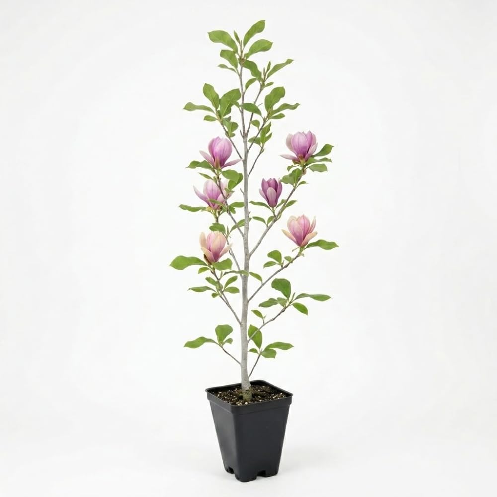 Ann Magnolia Tree Live, 12-18 Inch Tall in 2.5 Inch Pot, Low Maintenance Fragrant Multi-Petal Flowering Shrub for Small Yards and Focal Points