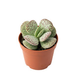 Dischidia Million Hearts Live Succulent Plant in 3" Pot, Hardy, Low Maintenance, Exotic House Plant for Home, Room, Office Decor, Great House Warming Gifts