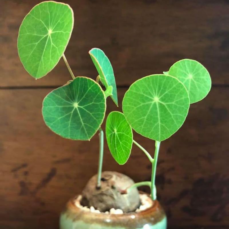 Stephania Cephalantha Caudex Live Plant in 2.5 – 3" Inch Pot | Beginner-Friendly Indoor Plant | Enhances Minimalist & Interiors | Thoughtful Gift for Plant Fans