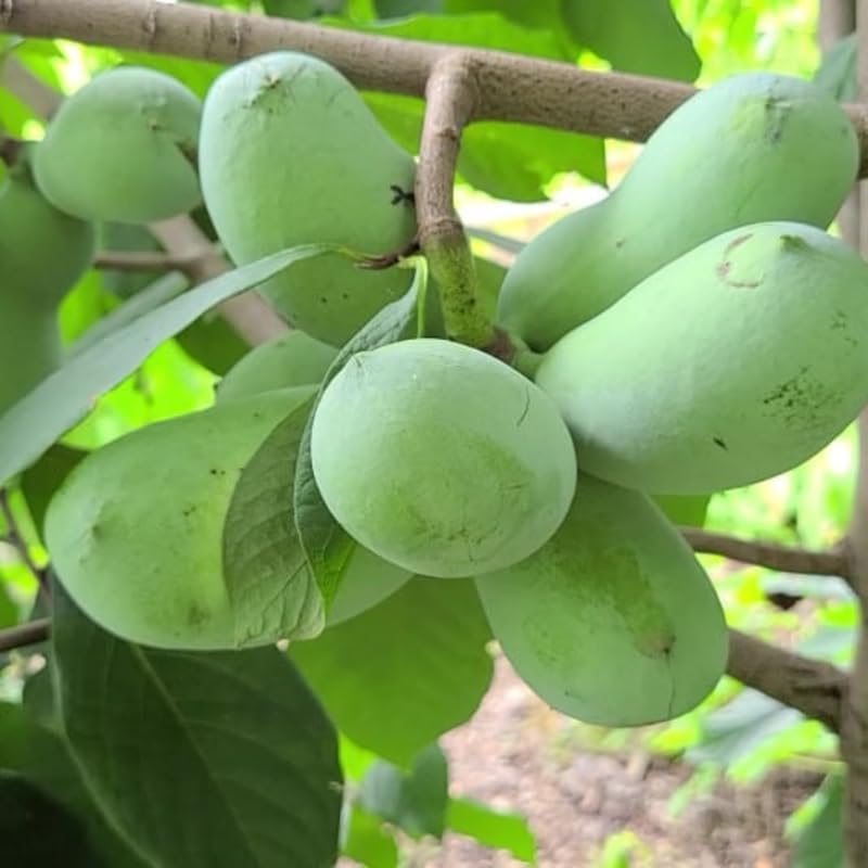 Pawpaw Tree Live in Quart Pot, 12-18" Tall, Cold-Hardy North American Fruit Tree, Native Fruit Tree Starter for Backyard and Garden Rows