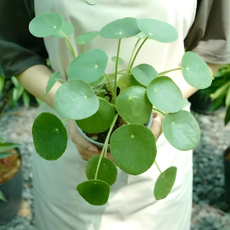 Chinese Money Plant Live House Plant in 4'' Inch Pot | Pilea Peperomioides Plant Live | Attractive Indoor Greenery for Desks, Shelves & Small Spaces | Real Plants for Home & Office Décor