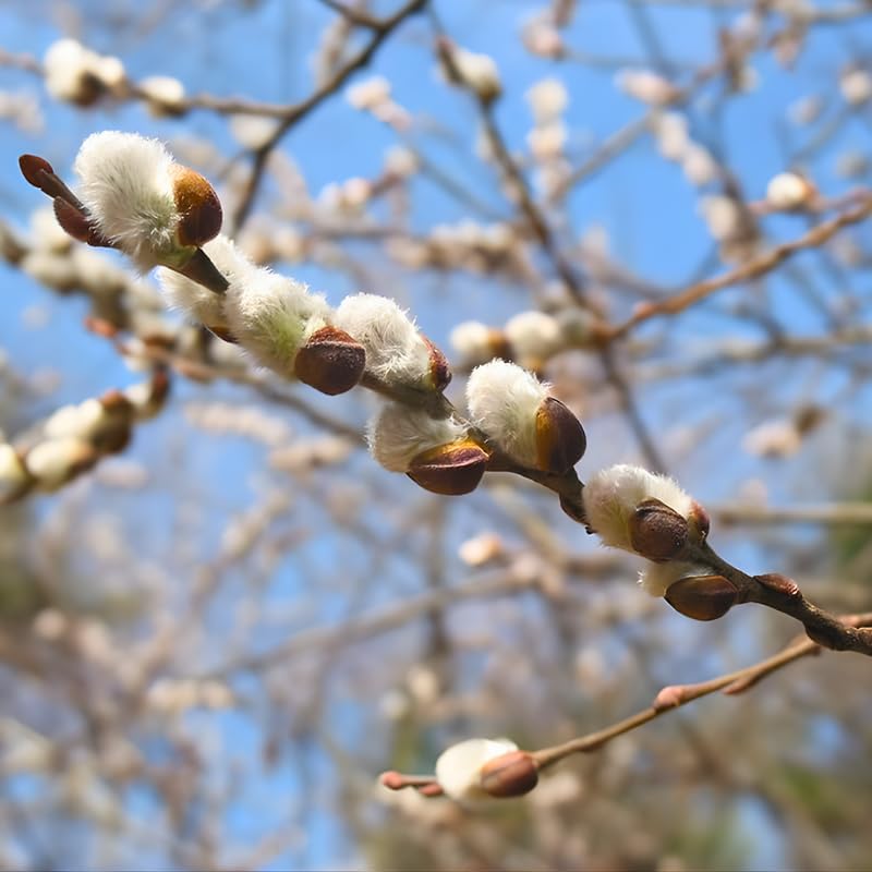 3 Pussy Willow Plant Live, French Pussy Willows for Garden Growing, 12-24 Inch Tall Dormant Trees, Suitable for Yard Planting and Decorative Use