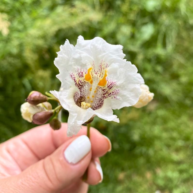 5 Catalpa Tree Plant Live – Catalpa Native Seedlings 1–2 Feet Tall | Easy to Grow Outdoor Trees for Backyard Shade & Wildlife Habitat