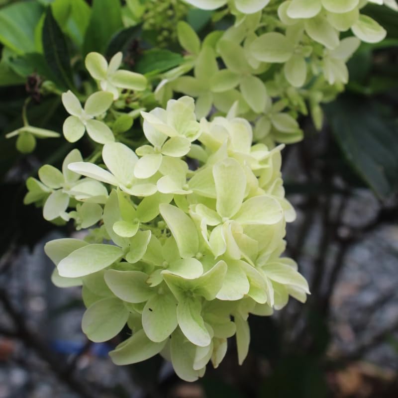Limelight Hydrangea Live Flowering Plant | Quart Pot | Cold-Hardy Panicle Shrub with Lime-Green Blooms | Well-Rooted Ornamental Garden Plant