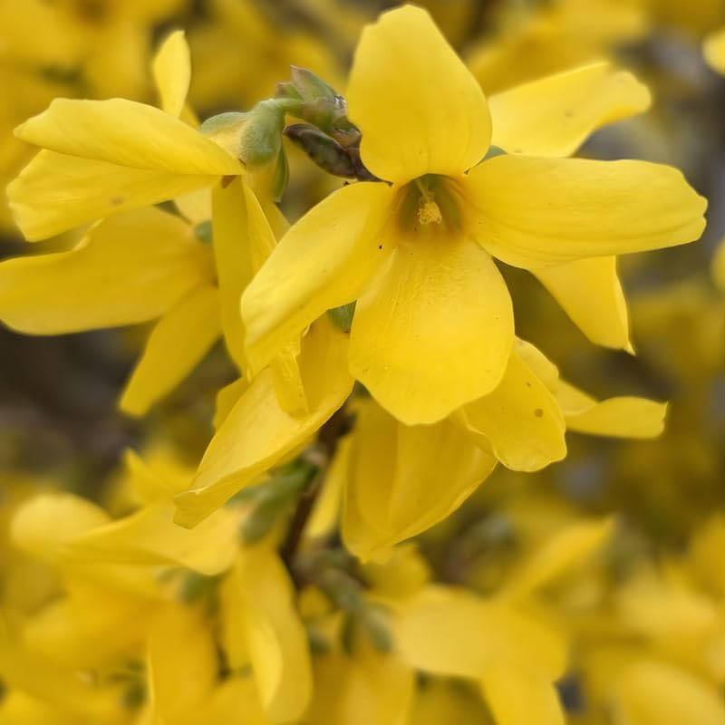 2 Forsythia Plant Live | Hardy Forsythia Bush Plants | 1–2 Ft Tall Evergreen Shrubs | Suitable for Garden Screening and Yard Landscaping