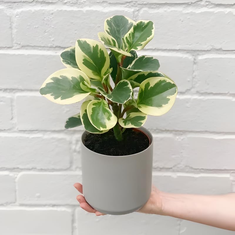 Baby Rubber Plant Live Indoor | Variegated Peperomia Obtusifolia Plant in 4'' Inch Pot | Low-Maintenance Peperomia Live Plant | Suitable for Home & Office Displays