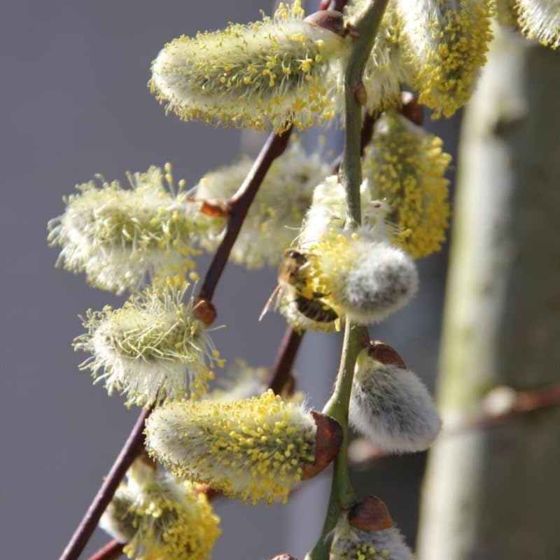 2 French Pussy Willow Live Plants | Pussy Willow Tree Live Plant for Outdoor Planting | 1–2 Feet Tall Well-Established Trees | Ideal for Landscape and Seasonal Interest