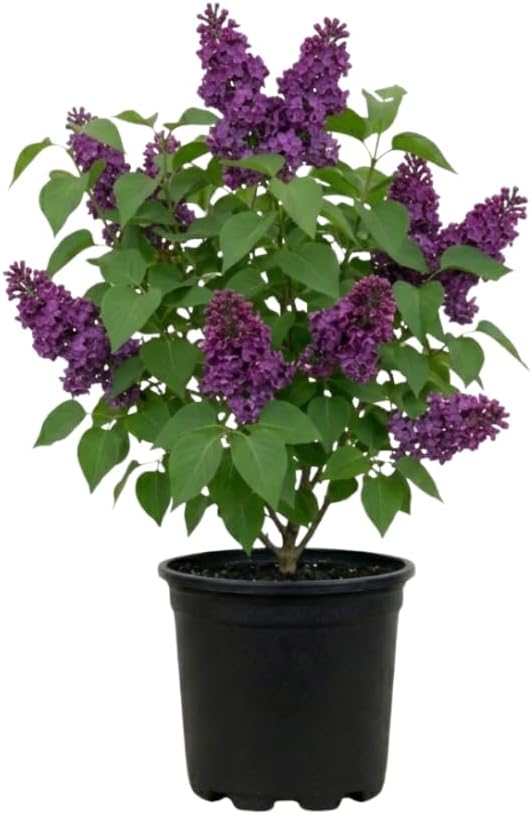 Purple Lilac Bush Tree, 1 Quart Pot Starter Plant, Cold Hardy, Low Maintenance, Fragrant Lilac Tree Ready to Plant for Outdoor Garden
