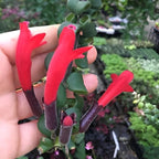 Twister Lipstick Plant for Planting | 4 inch Tall Potted Curly Lipstick Plant Live Houseplants | Easy-Care Indoor Plant with Unique Twisting Foliage