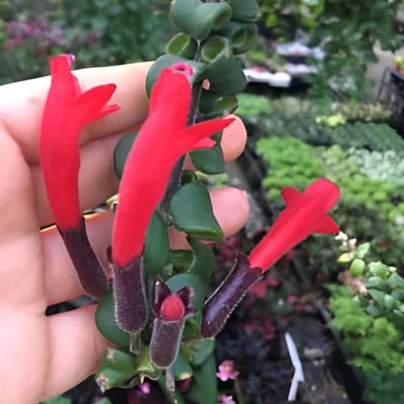 Twister Lipstick Plant for Planting | 4 inch Tall Potted Curly Lipstick Plant Live Houseplants | Easy-Care Indoor Plant with Unique Twisting Foliage