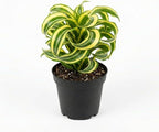 Dracaena Tornado Plant, 4" Pot, High-Vigor Low Maintenance Houseplant for Bright Windowsills, Striking Swirling Dark Green Foliage