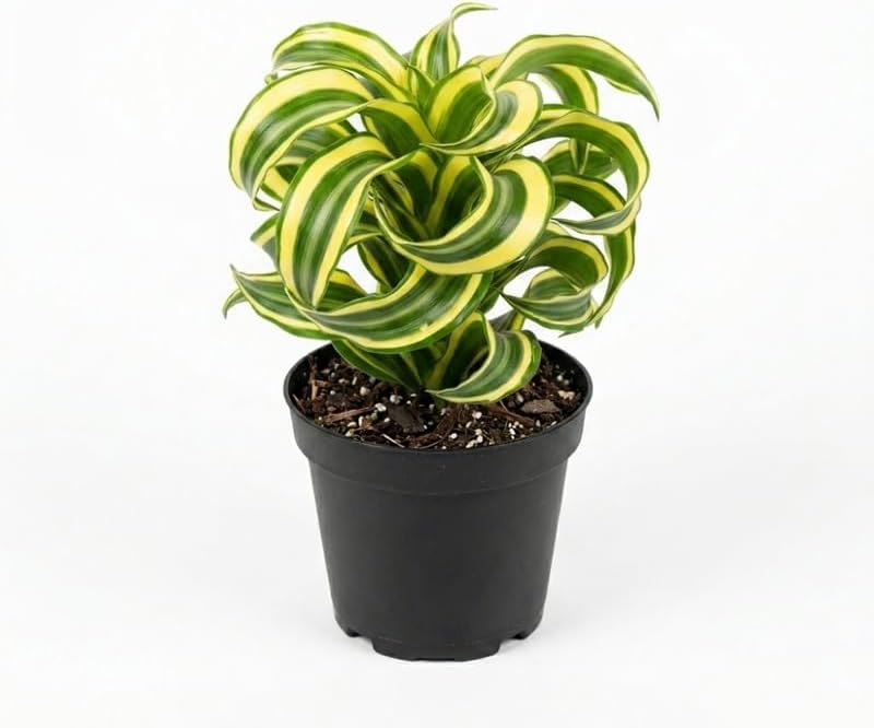 Dracaena Tornado Plant, 4" Pot, High-Vigor Low Maintenance Houseplant for Bright Windowsills, Striking Swirling Dark Green Foliage