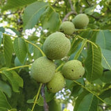 2 Black Walnut Tree in 4" Pot, 12-18 Inch Tall, Juglans Nigra Native Hardwood Tree, Edible Nut Bearing Shrub for Backyard and Timber