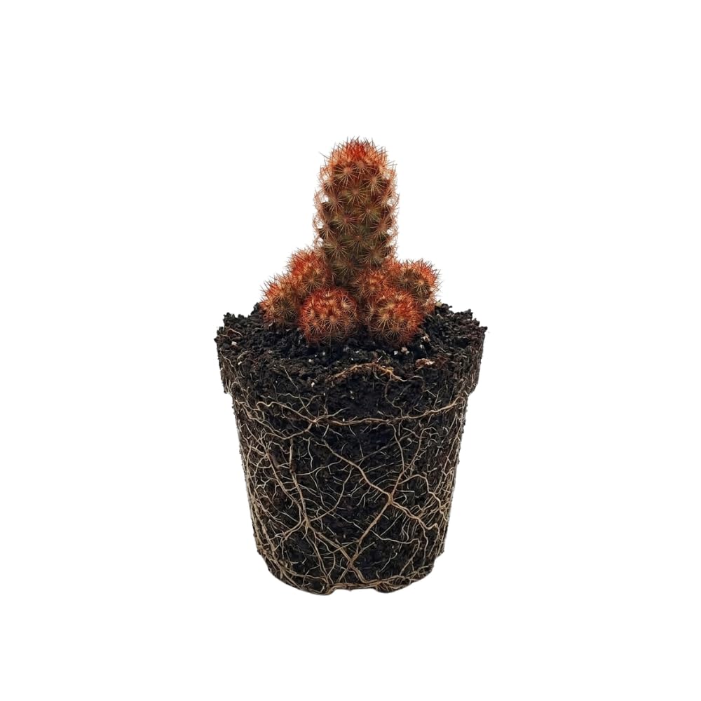 Gymnocalycium Horstii Green Tomato Cactus Plant Live, 4" Pot, Fully Rooted, Easy Care, Unique Ornamental Live Succulent Plant for Home, Office & Indoor Displays